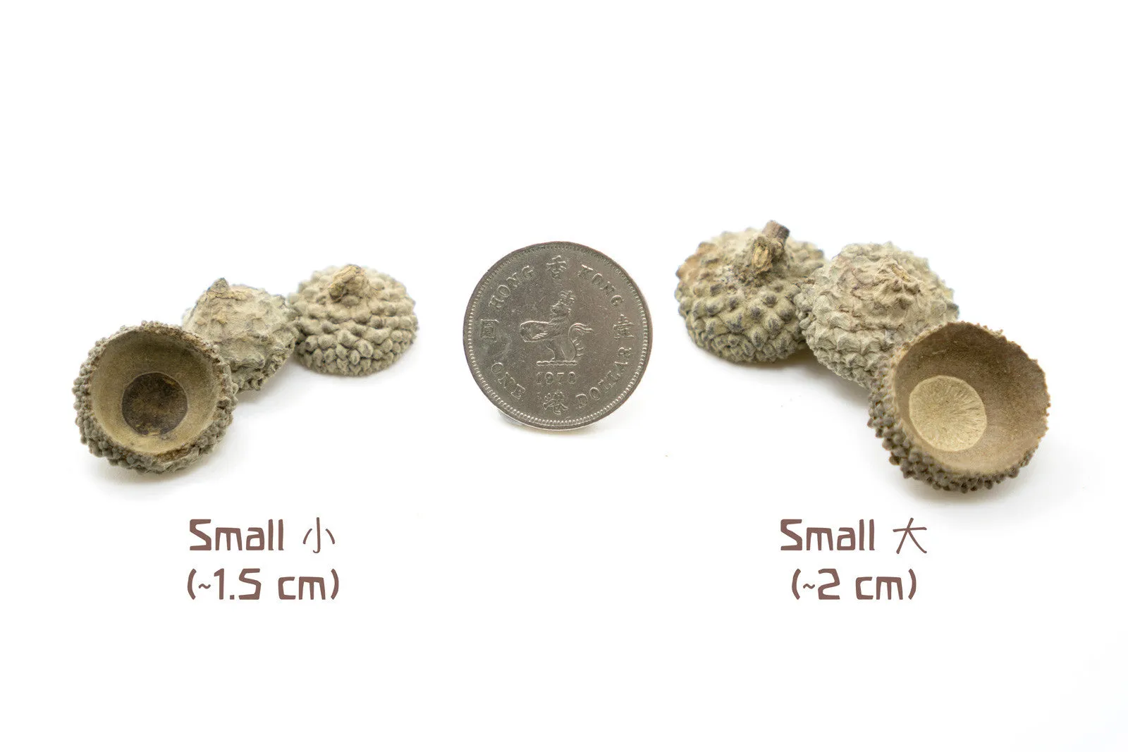 Acorn Caps